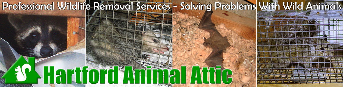Hartford Animal Attic